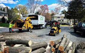 Best Root Management and Removal  in Blair, WI