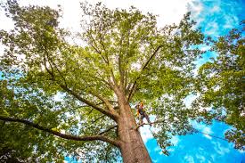 Best Emergency Tree Removal  in Blair, WI