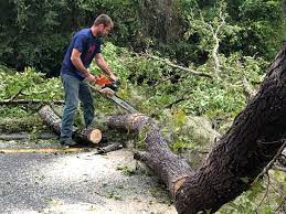 Best Tree Mulching  in Blair, WI