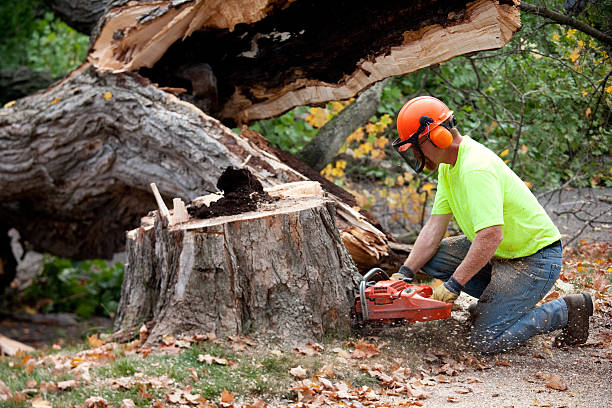 Best Lawn Pest Prevention  in Blair, WI