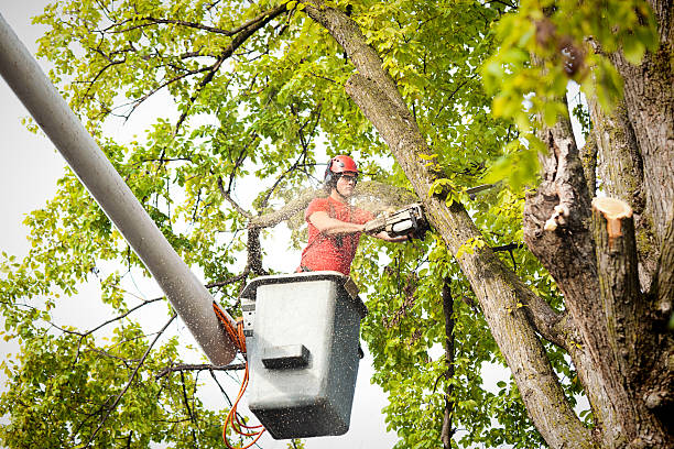 Best Stump Grinding and Removal  in Blair, WI