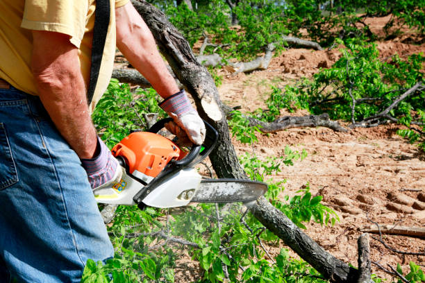 Best Commercial Tree Services  in Blair, WI